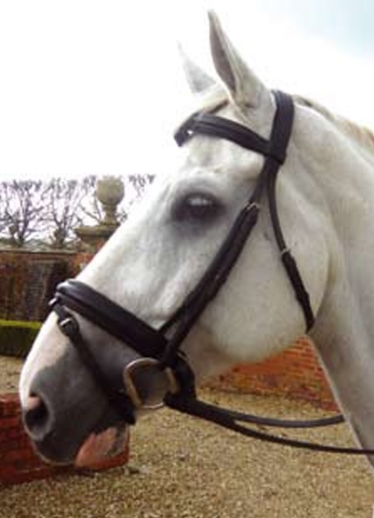 Mark Todd Patent Piped Dressage Bridle