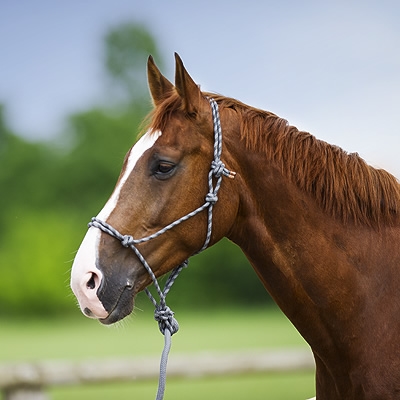 Rope Halter and Lead Set