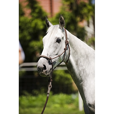 Rope Halter and Lead Set, With Wrapped Noseband