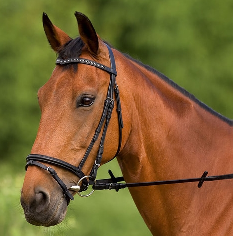 V Shaped Browband Bridle with Reins